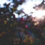 糖心vlog破解 oaw815r